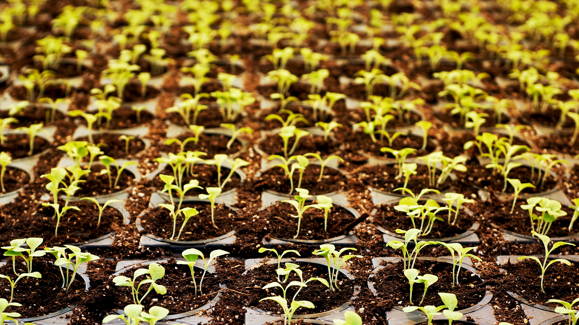 How do Micro-Grids make Agriculture Greener?
